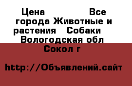French Bulldog Male › Цена ­ 150 000 - Все города Животные и растения » Собаки   . Вологодская обл.,Сокол г.